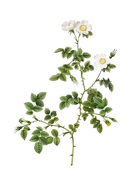 White Sweetbriar Rose