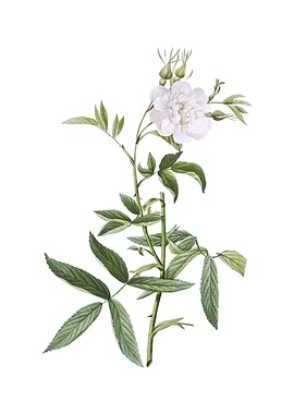 Vintage White Rose of York