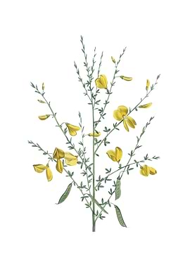 Yellow Broom Flowers