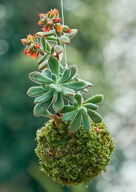 succulent plant in bloom i