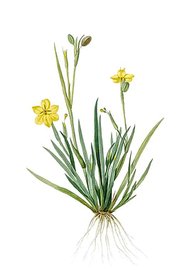 Vintage Yellow Eyed Grass