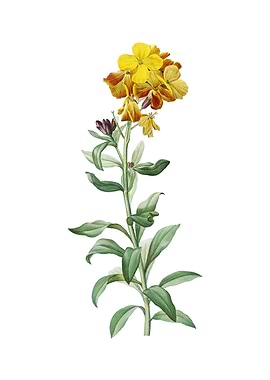 Yellow Wallflower Bloom
