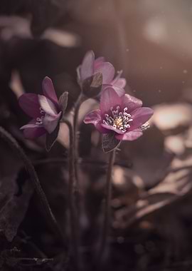 Pink Hepatica flower,macro