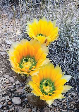 Cactus flower on rock