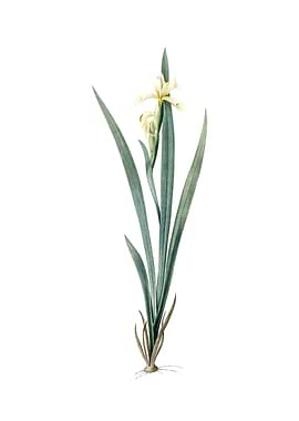 Vintage Yellow Banded Iris