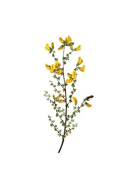 Vintage Adenocarpus Flower