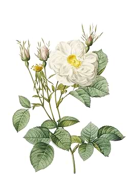 Vintage White Rose of York