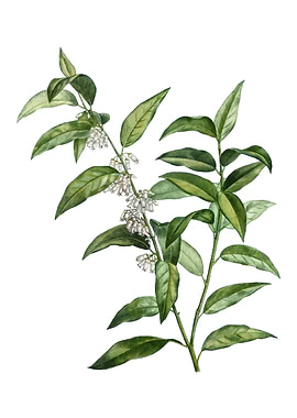 Andromeda Acuminata Bloom