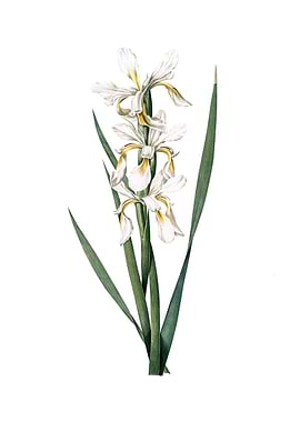 Vintage Yellow Banded Iris