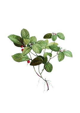 American Wintergreen Plant