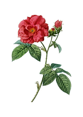 Vintage Apothecary Rose