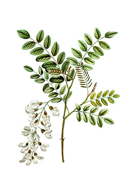 Vintage Black Locust