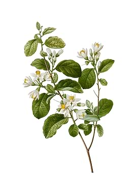 Vintage Snowdrop Bush