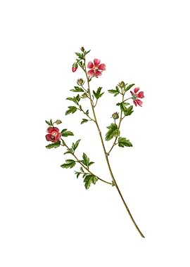 Vintage Cape African Queen