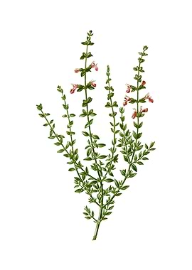 Vintage Cat Thyme Plant