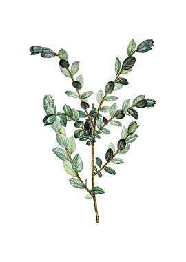 Vintage Creeping Willow