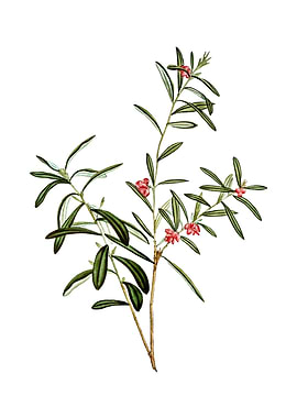 Vintage Bog Rosemary Bush