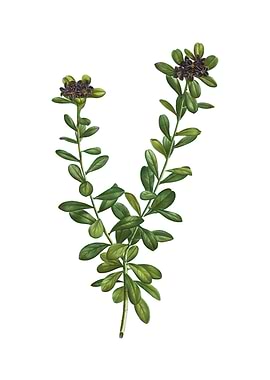 Daphne Sericea Flowers