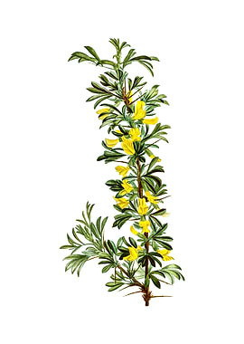 Vintage Caragana Spinosa