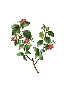 Vintage Crossberry Flower