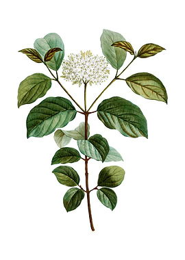 Vintage Common Dogwood