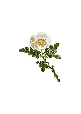 Vintage Burnet Rose Flower