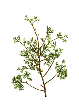 Atlantic White Cypress