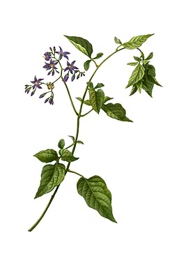 Vintage Bittersweet Flower