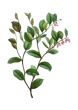 Andromeda Axillaris Bloom