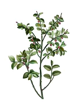 Vintage Bilberry on White