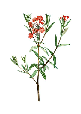 Vintage Bog Laurel Bloom