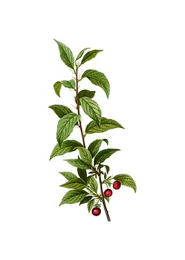 Vintage Cherry on White