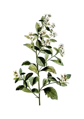 Vintage Eastern Baccharis