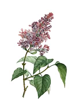 Common Pink Lilac Plant