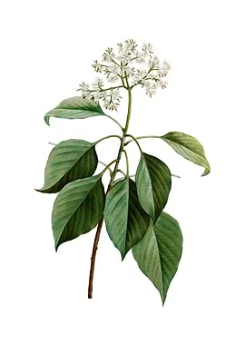 Vintage Pagoda Dogwood