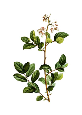 Andromeda Mariana Branch