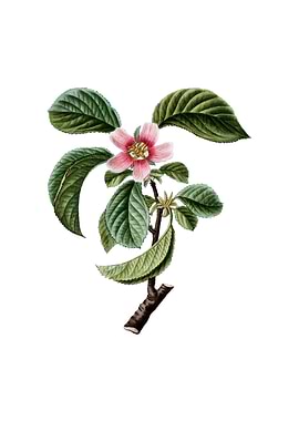 Vintage Chinese Quince