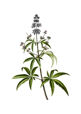 Vintage Chaste Tree Flower