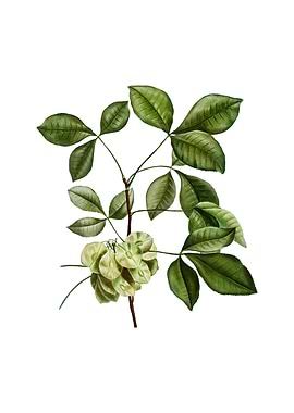 Vintage Common Hoptree