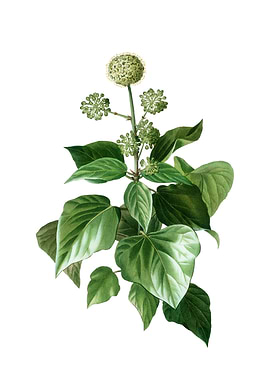 Vintage Common Ivy Flower