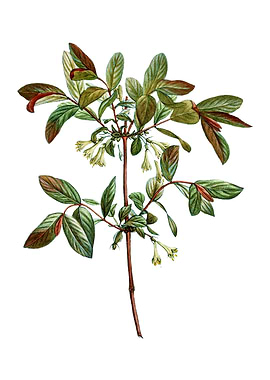 Vintage Honeyberry Flower