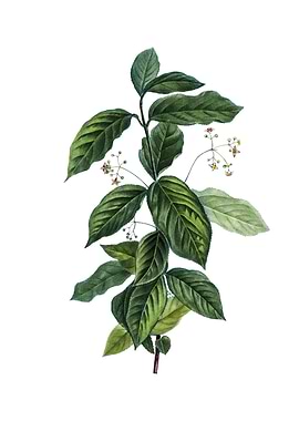 Vintage Broadleaf Spindle