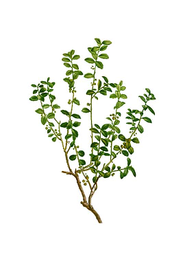 Vintage Cape Myrtle Flower