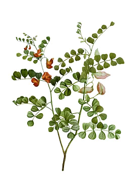 Blood Spot Bladder Senna