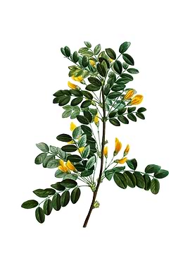 Vintage Siberian Pea Tree