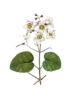Catalpa Cordifolia Flower