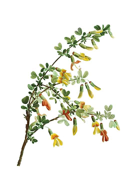 Vintage Caragana Sinica