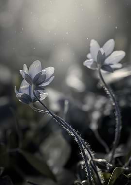 Forest flowers, macro