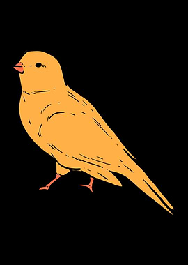 Canary Birds