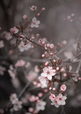 Pink Cherry blossom, macro